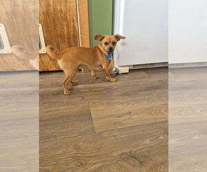 Chiweenie Dogs for adoption in Salt Lake City, UT, USA