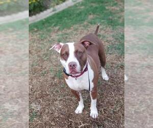 American Pit Bull Terrier Dogs for adoption in Menifee, CA, USA