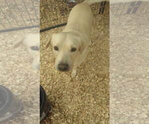 Chesador Dogs for adoption in Orange Grove, TX, USA