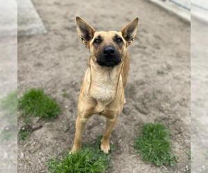 German Shepherd Dog Dogs for adoption in Modesto, CA, USA