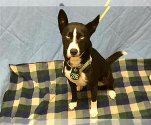 Border Collie Dogs for adoption in Houston, TX, USA