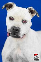 American Staffordshire Terrier-Boxer Mix Dogs for adoption in Yoder, CO, USA