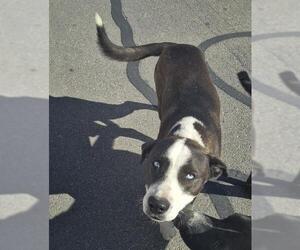 Labrador Retriever-Unknown Mix Dogs for adoption in San Antonio, TX, USA