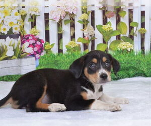 Mutt Dogs for adoption in Oroville, CA, USA