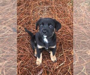 Shepweiller Dogs for adoption in Woodstock , GA, USA