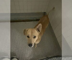 Labrador Retriever-Unknown Mix Dogs for adoption in Pasadena, TX, USA