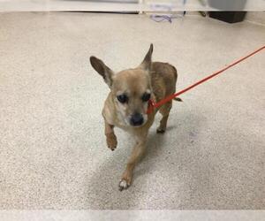 Chihuahua Dogs for adoption in Riverside, CA, USA