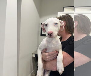 Mutt Dogs for adoption in Hilton Head, SC, USA