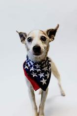 Jack-Rat Terrier Dogs for adoption in Columbus, GA, USA