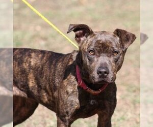 Mountain Cur Dogs for adoption in Conway, AR, USA