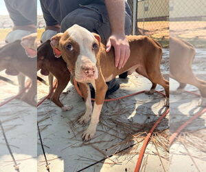 American Pit Bull Terrier-Unknown Mix Dogs for adoption in Oakhurst, NJ, USA