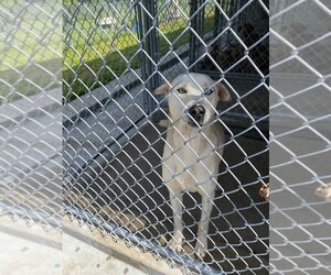 Affenpinscher-Labrador Retriever Mix Dogs for adoption in Camden, TN, USA