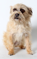 Brussels Griffon Dogs for adoption in West Hollywood, CA, USA