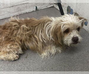 Mutt Dogs for adoption in San Bernardino, CA, USA