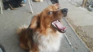 Dorgi Dogs for adoption in Great Bend, KS, USA