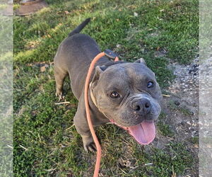 American Staffordshire Terrier-Unknown Mix Dogs for adoption in St. Ann, MO, USA