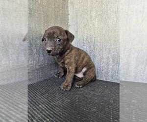 Dachshund-Unknown Mix Dogs for adoption in San Antonio, TX, USA