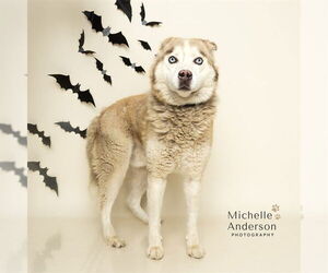 Siberian Husky-Unknown Mix Dogs for adoption in Corona, CA, USA