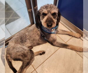 Mutt Dogs for adoption in Walnutport, PA, USA