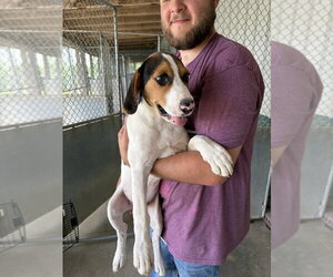 Mutt Dogs for adoption in Linton, IN, USA