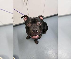 Olde Bulldog Dogs for adoption in London, Ontario, Canada