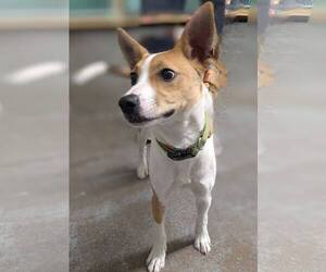 Basenji-Unknown Mix Dogs for adoption in Minneapolis, MN, USA