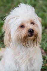Lhasa Apso Dogs for adoption in Miami, FL, USA