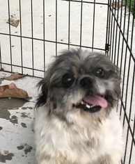 Shih Tzu Dogs for adoption in Albemarle, NC, USA