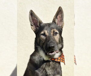 German Shepherd Dog Dogs for adoption in Spring Lake, NJ, USA