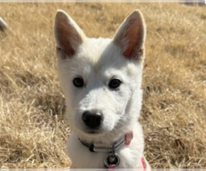 Mutt Dogs for adoption in San Ramon, CA, USA