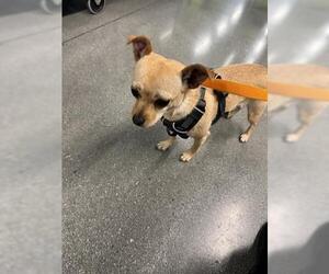 Chihuahua Dogs for adoption in San Martin, CA, USA