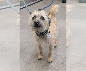 Cairn Terrier Dogs for adoption in Forestville, MD, USA