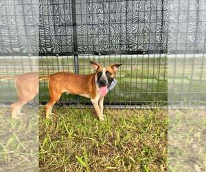 Mutt Dogs for adoption in Abbeville, LA, USA