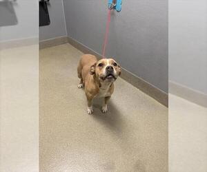 Mutt Dogs for adoption in Las Vegas, NV, USA