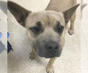 French Bulldog-Unknown Mix Dogs for adoption in Riverside, CA, USA