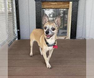 Chihuahua Dogs for adoption in Freeport, FL, USA