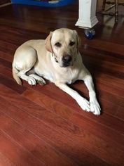 Labrador Retriever Dogs for adoption in Mattoon, IL, USA