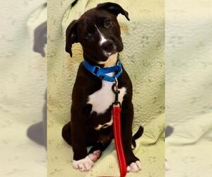 German Shorthaired Pointer-Unknown Mix Dogs for adoption in Brewster, MA, USA