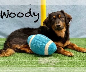 Dachshund-Spaniel Mix Dogs for adoption in Arcadia, FL, USA