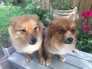 Pomeranian Dogs for adoption in Phelan, CA, USA