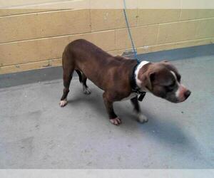 American Pit Bull Terrier-Unknown Mix Dogs for adoption in Tulsa, OK, USA