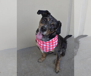 Catahoula Leopard Dog-Unknown Mix Dogs for adoption in McKinney, TX, USA