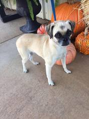 Pug-Unknown Mix Dogs for adoption in Lindale , TX, USA