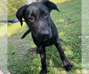 Mutt Dogs for adoption in Yardley, PA, USA