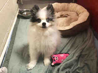 Pomeranian Dogs for adoption in Hampton Bays, NY, USA