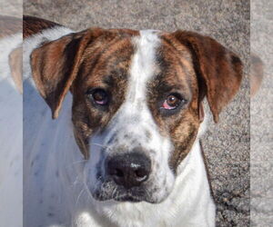 Bulloxer Dogs for adoption in Huntley, IL, USA