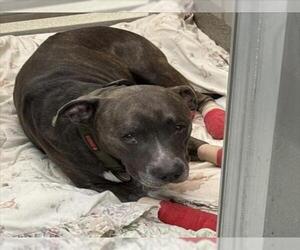 American Pit Bull Terrier-Unknown Mix Dogs for adoption in Las Vegas, NV, USA