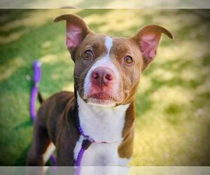 American Pit Bull Terrier Dogs for adoption in Orlando, FL, USA