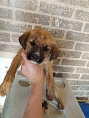 Black Mouth Cur Dogs for adoption in Baileyton, AL, USA
