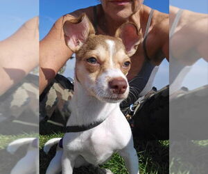 Jack Chi Dogs for adoption in San Diego, CA, USA